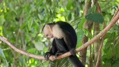 a panamanian white-faced capuchin monkey sits on a liana vine, scratches its back and looks around at manuel antonio national park in costa rica