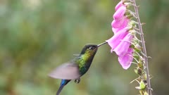 slow motion side angle shot of a fiery-throated hummingbird feeding foxglove flower at a garden in costa rica