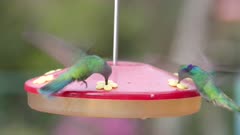 close up of hummingbirds at a bird feeder in a garden of costa rica