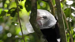 a panamanian white-faced capuchin capuchin monkey takes a plastic bag off its head at manuel antonio national park in costa rica