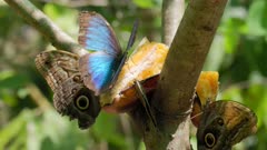 a slow motion close up of a blue morpho butterfly opening wings while it eats banana in a garden at jaco of costa rica