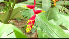 a close up of a colorful tropical heliconia flower hanging down in a garden at sarapiqui of costa rica