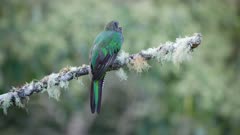 a rear view of a female resplendent quetzal eating wild avocado fruit in a tree at a cloud forest of costa rica