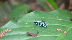 a side view of a green and black poison dart frog carrying a tadpole on its back at a garden in sarapiqui of costa rica