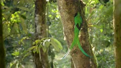 a resplendent quetzal male stops building a nest hollow and flies away from a dead tree at a cloud forest of costa rica