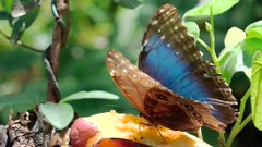 a slow motion close up of a blue morpho butterfly opening its wings while feeding on a banana in a garden at jaco of costa rica
