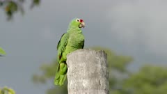 a red-lored amazon parrot perching on a palm trunk at boca tapada in costa rica