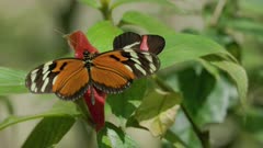 a high frame rate clip of a tiger-striped longwing, heliconius ismenius, butterfly opening its wings then flying away in a garden at jaco of costa rica