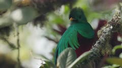 a close up of a quetzal male perched in a wild avocado tree looking at the camera at a forest of costa rica