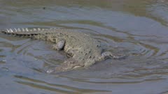 a tracking clip of an american crocodile swimming in the tarcoles river of costa rica