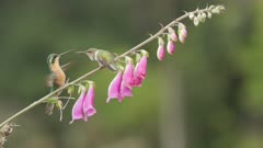 slow motion shot of two hummingbirds fighting while feeding on a foxglove flower at a garden in costa rica
