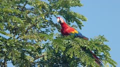 a low angle view of a scarlet macaw perched in a tree at drake bay of costa rica