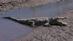 a slow motion clip of an american crocodile with mouth open to cool down at the tarcoles river in costa rica