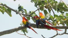 a high frame rate clip of three scarlet macaws in a tree at mirador de jaco in costa rica