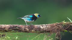 a front view of a golden-hooded tanager perched on a branch at boca tapada in costa rica