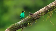 a front view of a male green honeycreeper perched on a branch at boca tapada in costa rica
