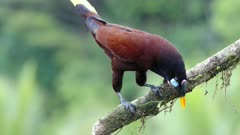 a montezuma oropendola perched on a branch goes upside down and makes its strange call at boca tapada in costa rica