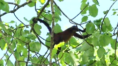 a spider monkey in a fig tree picks and eats the fruit at corcovado national park of costa rica