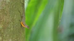 a golfo-dulce anole lizard, on a tree trunk, moves head to look at camera at corcovado national park of costa rica