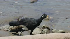 a tracking close shot of a male great curassow bird walking along a riverbank at corcovado national park of costa rica