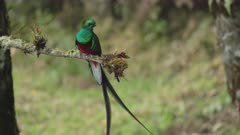 a male resplendent quetzal perching on a branch looks to the right at a forest of costa rica