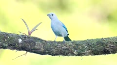 a sunny afternoon clip of a blue-gray tanager perched on a branch at boca tapada of costa rica
