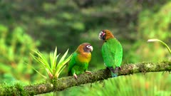 a pair of brown-hooded parrots perched on a branch at boca tapada in costa rica