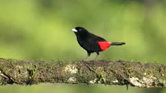 an afternoon clip of a cherries tanager bird perched on a branch at boca tapada in costa rica