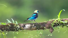 a golden-hooded tanager perched on a branch at boca tapada in costa rica