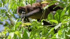 a low angle close up of a spider monkey eating leaves in a tree at corcovado national park of costa rica