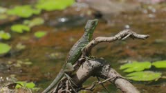 a female green basilisk lizard on a tree root beside a lagoon at boca tapada of costa rica