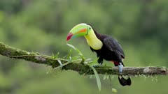 a keel-billed toucan wipes its beak on a branch at boca tapada in costa rica