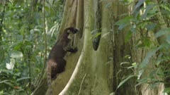 tracking shot of a white-nosed coati foraging for food at the base of a large tree at corcavado national park of costa rica
