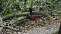 a pair of great curassow birds in the rainforest at corcovado national park of costa rica