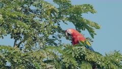 a close view of a scarlet macaw sitting in a tree at drake bay of costa rica