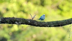an afternoon front on shot of a blue-gray tanager perching on a branch at boca tapada in costa rica