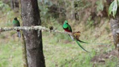 a wide shot of a pair of resplendent quetzal perching on a branch at a cloud forest of costa rica