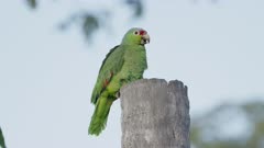 a red-lored amazon parrot perched on a tree trunk yawns at boca tapada in costa rica