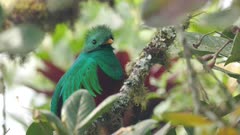 a male resplendent quetzal resting in a wild avocado tree at a forest of costa rica