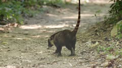 a foraging white-nosed coati crosses a trail at corcavado national park of costa rica