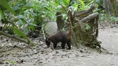 tracking shot of a white-nosed coati searching for food on the forest floor at corcavado national park of costa rica