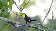 a wide rear view of a keel-billed toucan perched on a branch and calling at boca tapada in costa rica