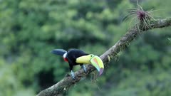 a keel-billed toucan perched on a branch performs a posturing display at boca tapada in costa rica