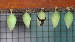 a time lapse of a blue morpho butterfly emerging from its chrysalis in a butterfly house of costa rica