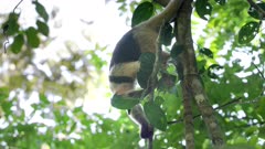 a lesser anteater hanging down from a tree and feeding on termites or ants in the rainforest at corcovado national park of costa rica