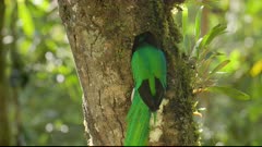 a male resplendent quetzal removes wood to make a nest hollow in a tree at a cloud forest of costa rica