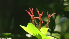 a close view of sunlit shrimp flowers growing in the rainforest at corcovado national park of costa rica