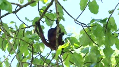 a spider monkey sits in a fig tree and eats fruit at corcovado national park of costa rica