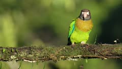 a brown-hooded parrot, perched on a branch, shakes its tail feathers at boca tapada in costa rica