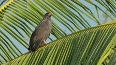 a common black hawk perched in a coconut palm tree on the beach at corcovado national park of costa rica